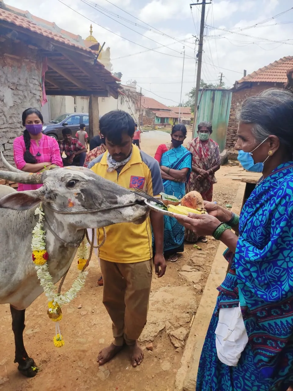 Desi cows kept for natural farming